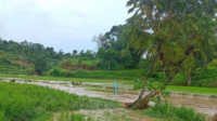 Gagal Panen, Dinas Pertanian Kota Solok Cairkan Dana Asuransi Kelompok Tani