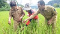 Ratusan Hektar Lahan Pertanian di Lima Puluh Kota Diserang Hama