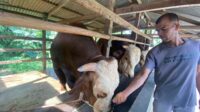 Peton, Sapi Asal Lima Puluh Kota Dipilih Presiden Jokowi Untuk Kurban di Sumbar