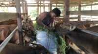 Jelang Idul Adha, Peternak di Lima Puluh Kota Mulai Perbanyak Stok Sapi Qurban