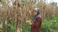 Petani Jagung Menjerit, Hasil Panen Anjlok Akibat Hama dan Harga Jual Murah