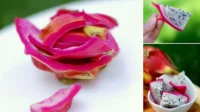 5 Manfaat Kulit Buah Naga untuk Kulit Wajah yang Glowing dan Sehat