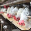 Para Peternak Ayam Lagi Pusing Tujuh Keliling, Ada Apa?