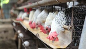 Harga Ayam Masih di Bawah HPP, Peternak Rugi Meski Telah Koordinasi dengan Pemerintah