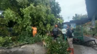 Angin Kencang Landa Padang, Pohon Tumbang, BPBD Lakukan Penanganan