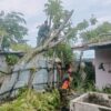 pohon-kedondong-tumbang-timpa-rumah-warga-di-rawang-padang-selatan