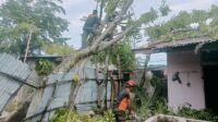 Pohon Kedondong Roboh Timpa Rumah Warga Padang Selatan, Tim SAR Lakukan Evakuasi!