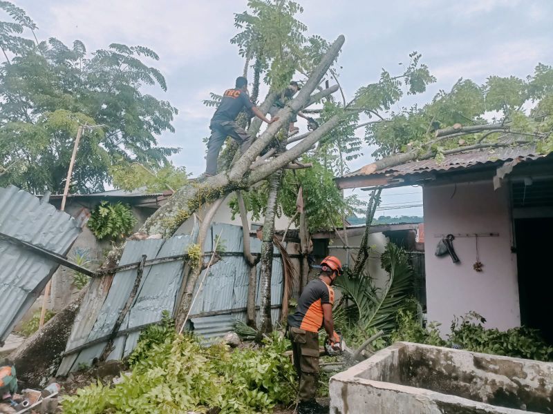 pohon-kedondong-tumbang-timpa-rumah-warga-di-rawang-padang-selatan
