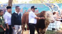 Presiden RI Serahkan Sapi Kurban ke Warga Payakumbuh Dalam Rangka Idul Adha 1446 Hijriah