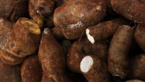 Atasi Penuaan: Aktif Pilih Nutrisi Terbaik untuk Kulit Awet Muda