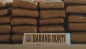 Ganja 17 Kg: BNNP Sumbar Tangkap Tiga Penyelundup di Agam
