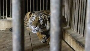 Kemenhut Selidiki Kematian Anak Harimau Sumatera Akibat Dugaan Genetik