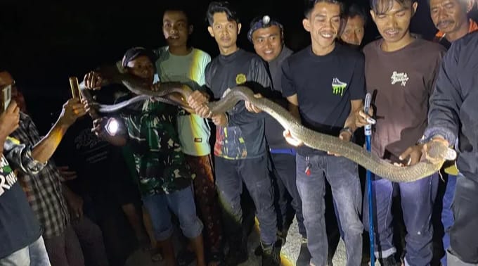 damkar-tanah-datar-evakuasi-king-kobra-sepanjang-4-meter