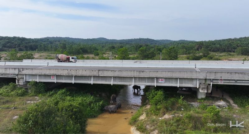 hari-gajah-internasional:-pembangunan-tol-tak-mesti-mengganggu-pelestarian-gajah-sumatera