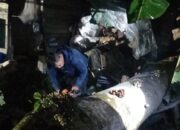 Pohon Tumbang Tutup Jalan Padang-Painan, Tim Gabungan Bergerak Cepat