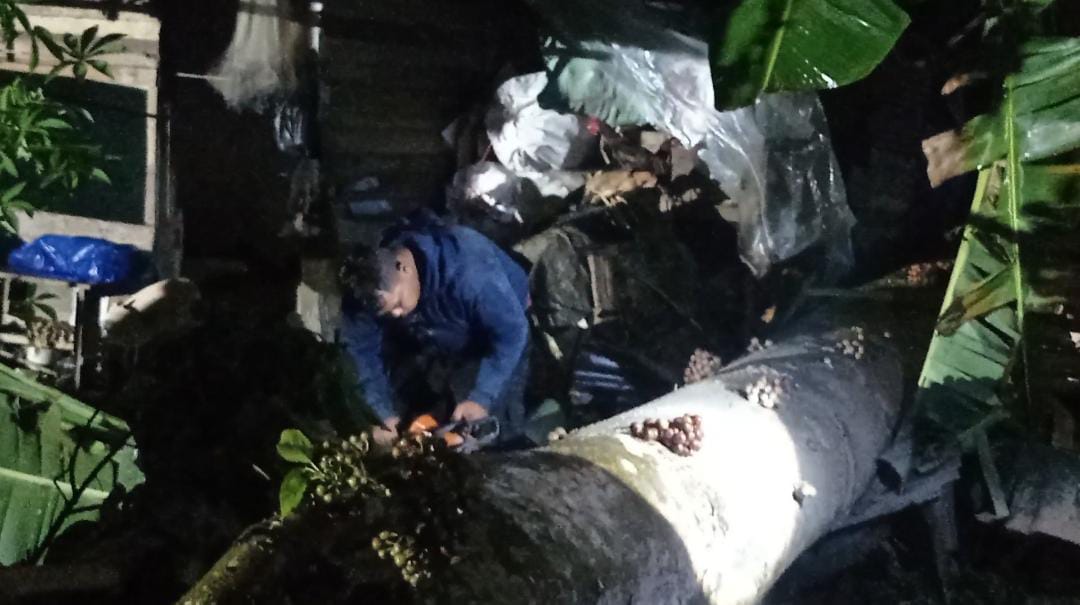 pohon-tumbang-timpa-kabel-dan-ganggu-akses-warga-di-sungai-barameh-padang