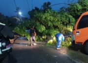 BPBD Padang Evakuasi Pohon Tumbang Timpa Rumah Akibat Cuaca