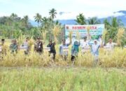 Bupati Agam Apresiasi Panen SPM, Hasilnya Meningkat Pesat
