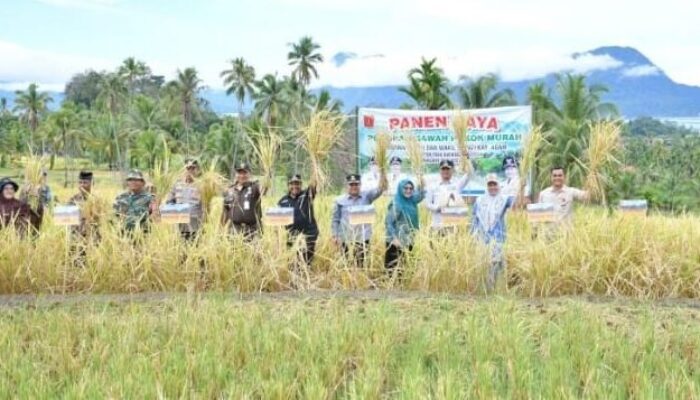 Bupati Agam Apresiasi Panen SPM, Hasilnya Meningkat Pesat