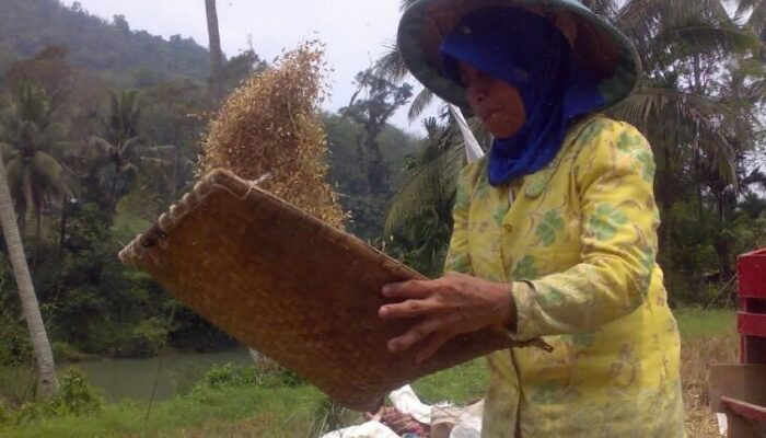 Stok Aman, Harga Beras Sawahlunto Bertahan