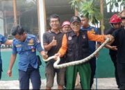 Ular Masuk Galeri di Jalur Wisata Pantai Air Manis, Damkar Padang Turun Tangan
