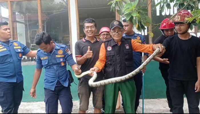 Ular Masuk Galeri di Jalur Wisata Pantai Air Manis, Damkar Padang Turun Tangan