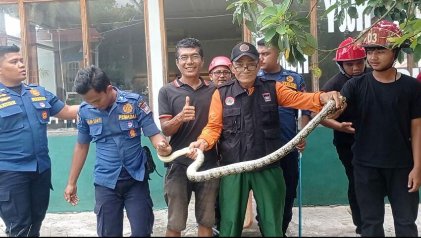 ular-masuk-galeri-di-jalur-wisata-pantai-air-manis,-damkar-padang-turun-tangan