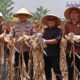 polres-pasaman-barat-gelar-panen-raya-jagung-kuartal-iii