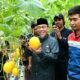 panen-perdana-1.000-melon-golden-premium,-wawako-padang-apresiasi-inovasi-petani-muda-bungus-teluk-kabung