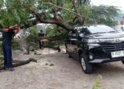 Avanza Ringsek: Pohon Tumbang Timpa Saat Pengemudi Turunkan Penumpang