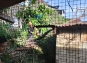 diterjang-hujan-angin,-pohon-beringin-besar-tumbang-timpa-3-rumah-warga-di-padang-selatan