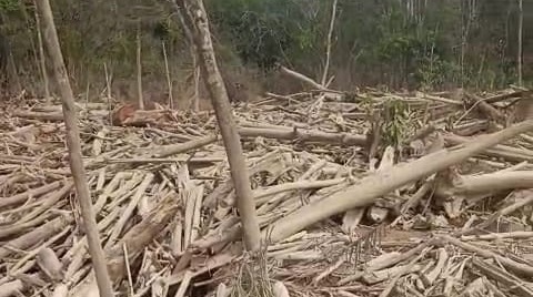 tumpukan-material-kayu-penuhi-aliran-batang-mongan  