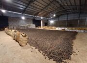 Sumbar Ekspor Gambir ke India, Pasar Global Menggeliat