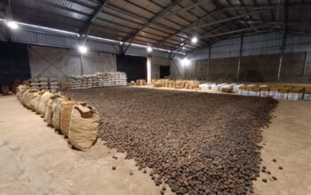 Sumbar Ekspor Gambir ke India, Pasar Global Menggeliat