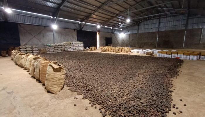 Sumbar Ekspor Gambir ke India, Pasar Global Menggeliat