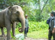 Menhut Evaluasi PLG Seblat, Janji Lestarikan Gajah Sumatera
