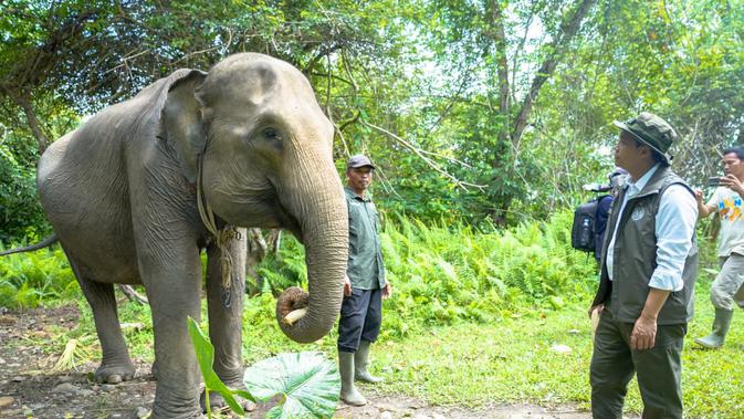 turun-ke-seblat-bengkulu,-menhut-raja-juli-pastikan-restorasi-konservasi-gajah-dimulai