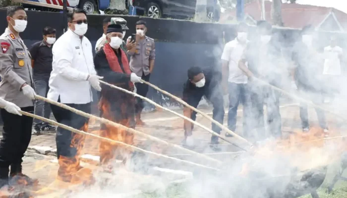 Polres Tanah Datar Musnahkan Ganja, Wabup Serukan Generasi Muda Jauhi Narkoba