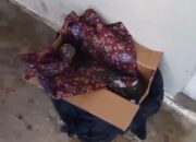 Warga Gadut Temukan Bayi Dalam Kardus, Polisi Lakukan Penyelidikan