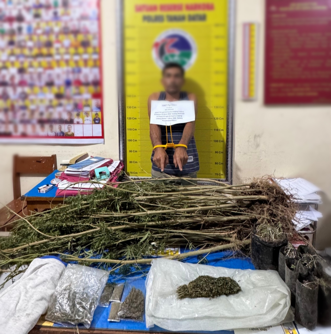 diduga-tanam-dan-edarkan-ganja,-seorang-petani-di-sungai-tarab-dibekuk-polisi