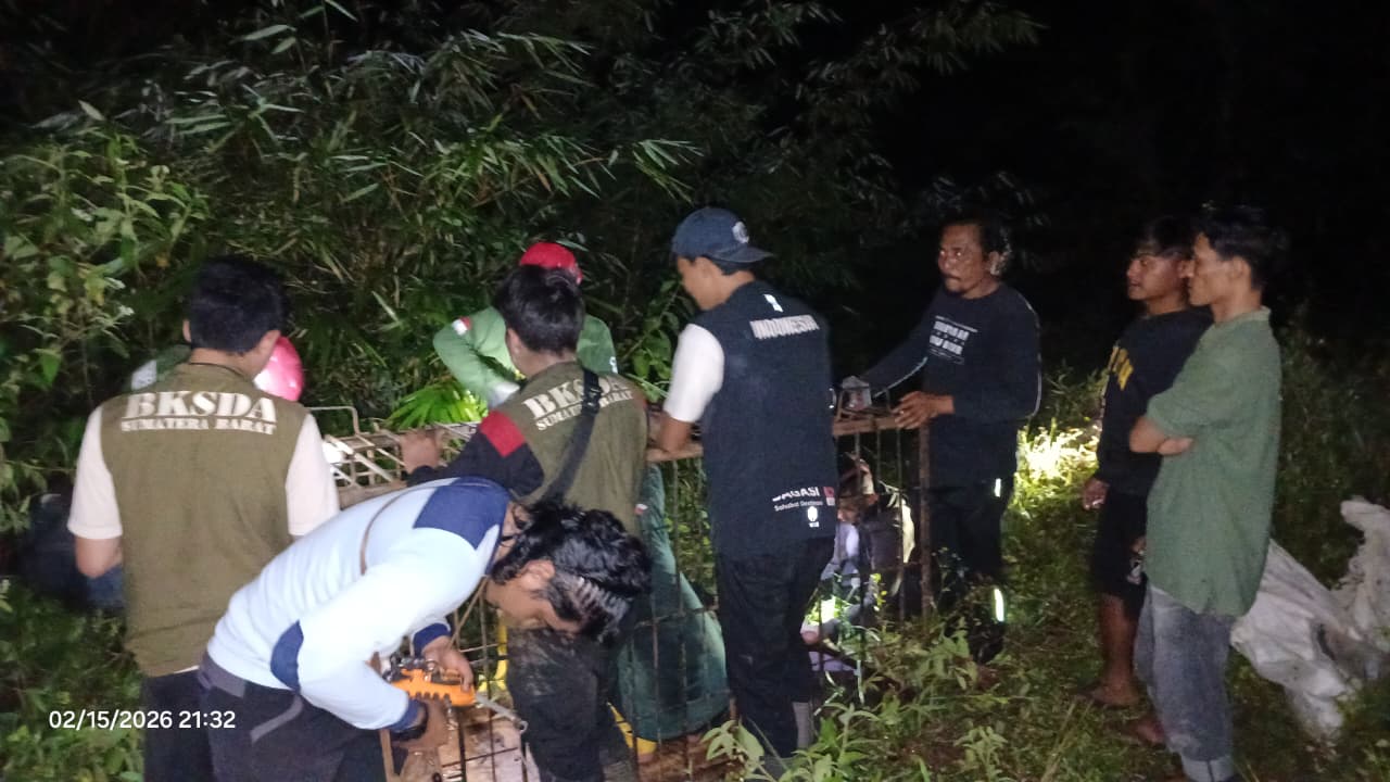 3-warga-luka-luka-diserang-beruang-madu-di-pasaman