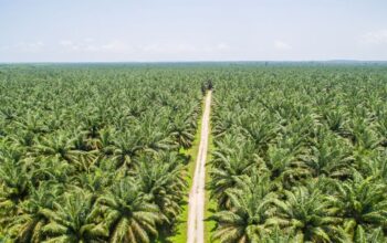 Danantara Pastikan Pembelian Sawit Sesuai Harga Pasar Internasional