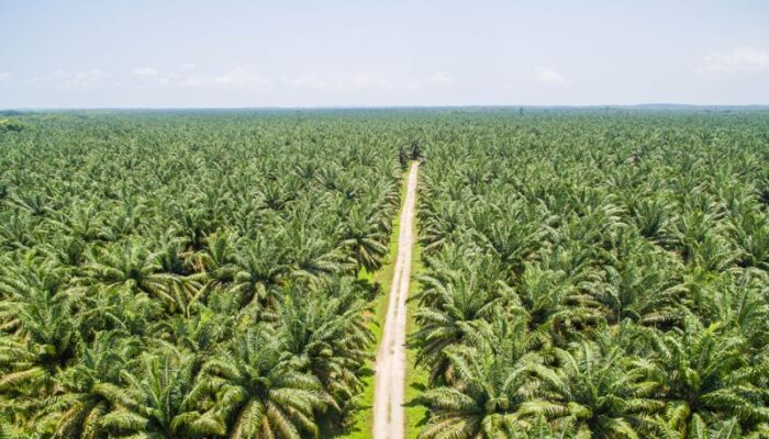 Danantara Pastikan Pembelian Sawit Sesuai Harga Pasar Internasional