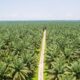 sumbar-bidik-pajak-air-permukaan-kebun-kelapa-sawit,-potensi-pendapatan-capai-rp1-t
