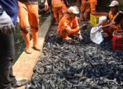 6,98-ton-ikan-sapu-sapu-ditangkap-di-jakarta,-mau-diapakan-setelahnya?