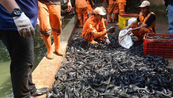 Pemko Padang Larang Warga Konsumsi dan Lepasliarkan Ikan Sapu-Sapu