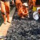 6,98-ton-ikan-sapu-sapu-ditangkap-di-jakarta,-mau-diapakan-setelahnya?