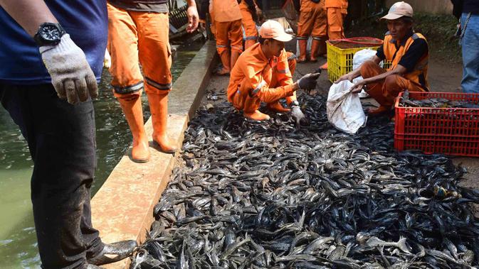 6,98-ton-ikan-sapu-sapu-ditangkap-di-jakarta,-mau-diapakan-setelahnya?