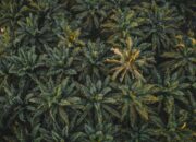 High-angle shot of lush green palm trees in a dense forest, perfect for nature themes.