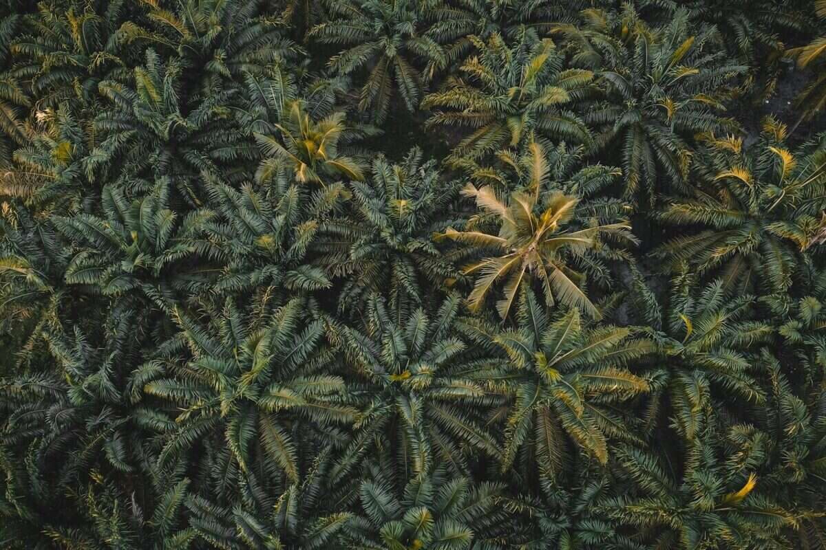 High-angle shot of lush green palm trees in a dense forest, perfect for nature themes.
